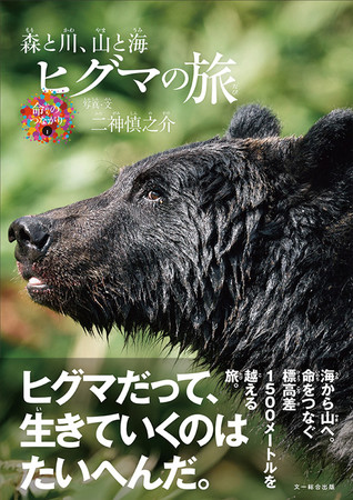 《日本の陸上動物のなかで最大》広大な北海道の大地をたくましく生きる「ヒグマの暮らし」を追った、子どもから大人まで楽しめる写真絵本『ヒグマの旅』発売！のサブ画像1
