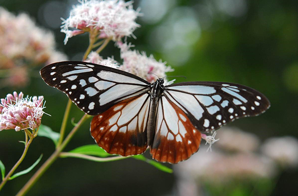 秋を連れてくる“渡り蝶”「アサギマダラ」が六甲高山植物園に飛来！のサブ画像1