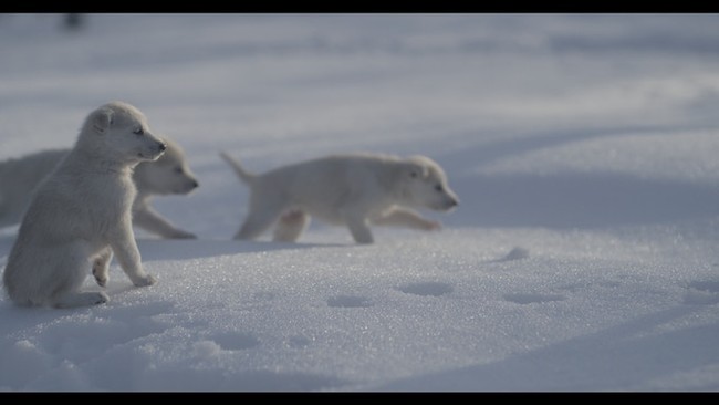 世界で最も過酷なアラスカ・犬ぞりレースのドキュメンタリー映画「THE WILL TO  RUN Documentary」がKicksarterに登場！のサブ画像5