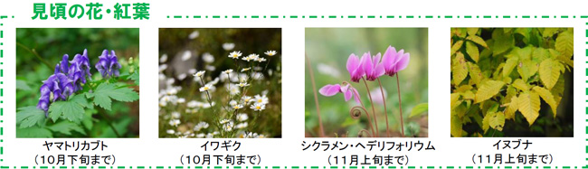日本の里山の秋を彩る 鮮やかな瑠璃色の花「リンドウ」が見頃ですのサブ画像5