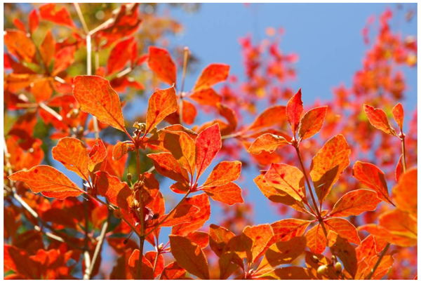 六甲高山植物園 一足早く「紅葉」が見頃！ ライトアップイベント「夜の紅葉散策」も開催中のサブ画像1