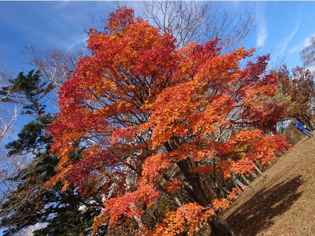 見頃を迎える深紅に染まった秋の那須高原「紅葉那須ゴンドラ」のサブ画像3