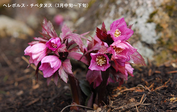 【六甲高山植物園】2022年3月19日（土）春の訪れとともにシーズンOPEN！のサブ画像1