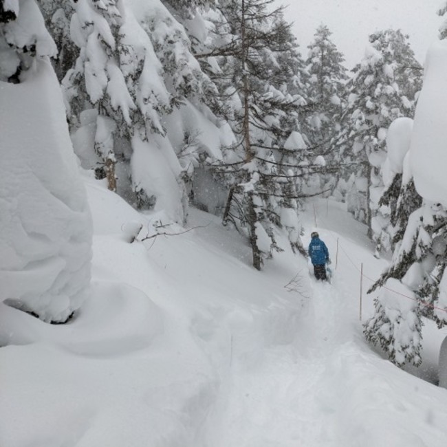 裏磐梯の上質なパウダースノーを歩いて体験する約200mの雪上連絡コース「森の小路」が新登場のサブ画像1