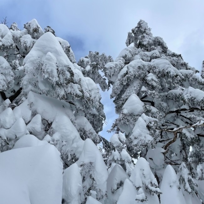 裏磐梯の上質なパウダースノーを歩いて体験する約200mの雪上連絡コース「森の小路」が新登場のサブ画像3