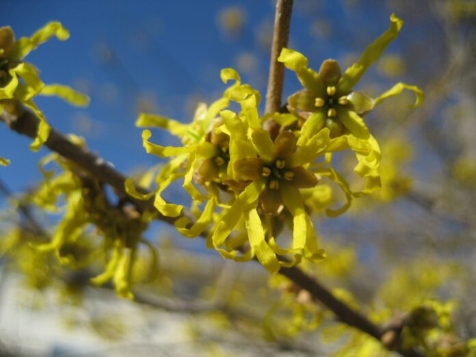 春一番を告げる「アテツマンサク」が見ごろ　広島県 帝釈峡エリアで早春の花リレーがはじまりますのメイン画像
