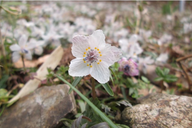 春一番を告げる「アテツマンサク」が見ごろ　広島県 帝釈峡エリアで早春の花リレーがはじまりますのサブ画像3_古くより節分のころに花が咲くセツブンソウ