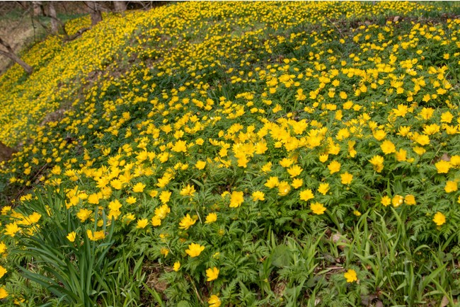 春一番を告げる「アテツマンサク」が見ごろ　広島県 帝釈峡エリアで早春の花リレーがはじまりますのサブ画像4_早春に黄金色の花を咲かせ幸せを招くと言われるフクジュソウ