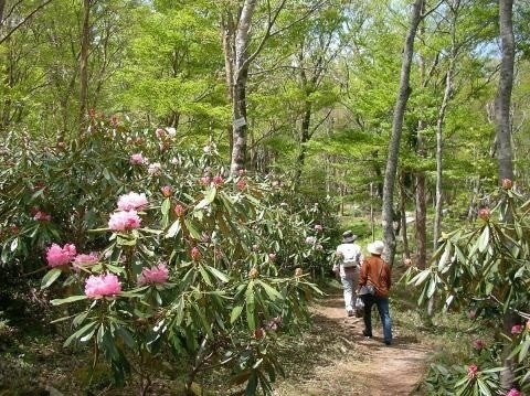 【JAF徳島】「いま、私たちの未来を考える」イベントを開催します！のサブ画像1_希少な高山植物の楽園を散策※イメージ