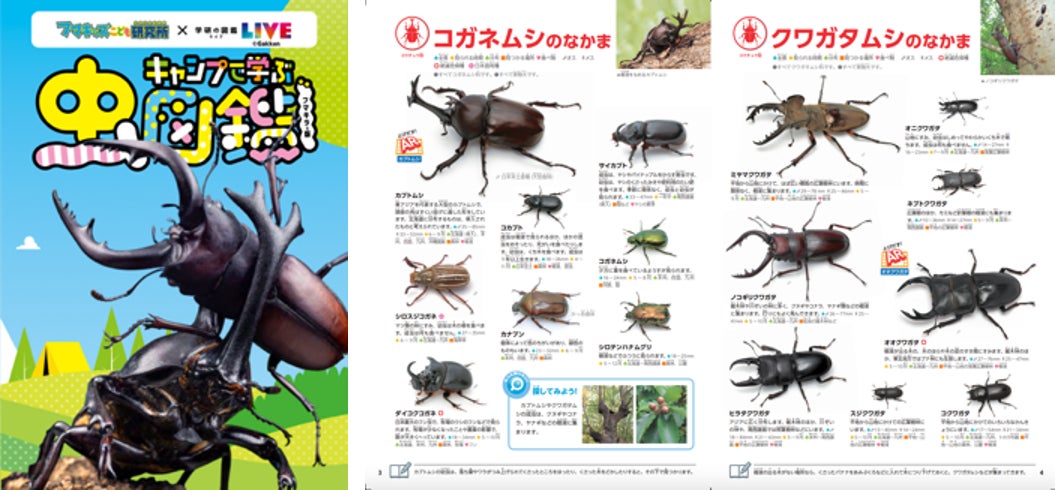 フマキラー　夏のアウトドアシーズン 正しく虫を学んで 正しい虫対策　「ワクワク・学び 虫キャンプ」6月30日（木）スタートのサブ画像6