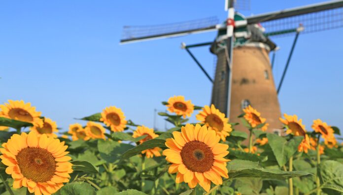印旛沼にオランダの風が吹き抜ける!?『風車のひまわりガーデン』（7/9～7/31、千葉県佐倉市）のメイン画像
