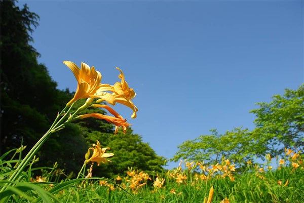 六甲高山植物園 高原に夏を呼ぶ花約1,000株のニッコウキスゲが見頃です！のサブ画像1