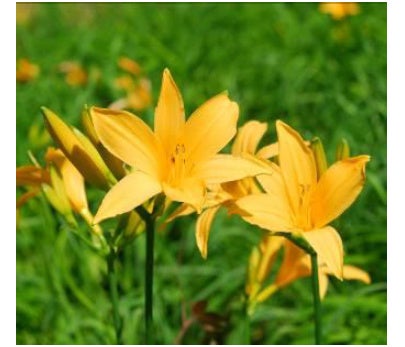 六甲高山植物園 高原に夏を呼ぶ花約1,000株のニッコウキスゲが見頃です！のサブ画像2