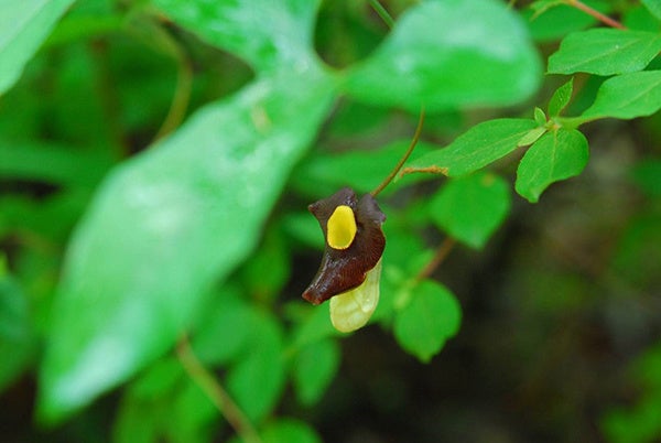 六甲高山植物園 牧野富太郎ゆかりの植物 六甲山で発見されたアリマウマノスズクサ開花！のサブ画像1