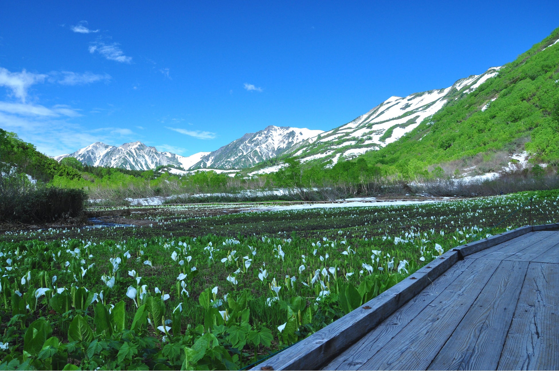 残雪の北アルプスと咲き誇るミズバショウ！つがいけロープウェイ6月11日グリーンシーズン営業開始！のサブ画像4_ミズバショウ