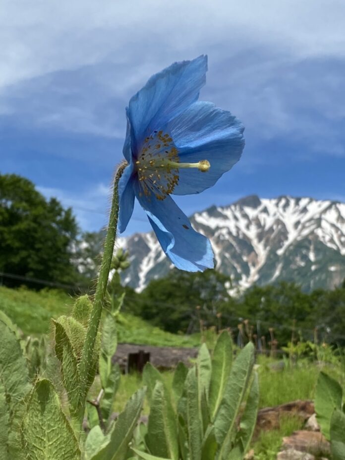 【絶景北アルプス】「ヒマラヤの青いケシ」第一号開花。2022年7月1日(金)～31日(日)「青いケシ展」「コマクサ展」同時開催。のメイン画像