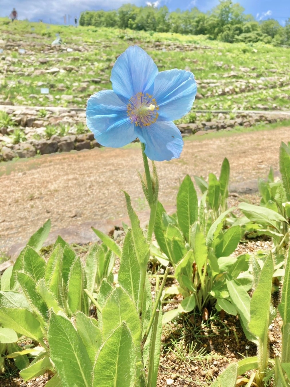 【絶景北アルプス】「ヒマラヤの青いケシ」第一号開花。2022年7月1日(金)～31日(日)「青いケシ展」「コマクサ展」同時開催。のサブ画像2_2022年6月28日最初に開花した「ヒマラヤの青いケシ」。”スイス・アルプスヒマラヤエリア”に咲いています。