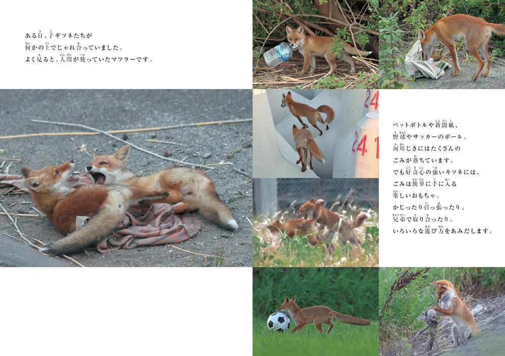 日本初！ホンドギツネの生態を写真で紹介する絵本【となりのホンドギツネ】発売！のサブ画像3