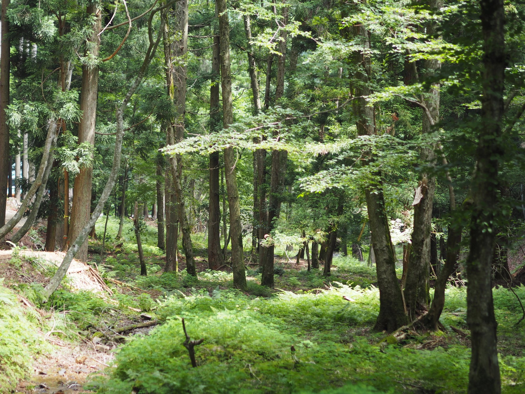 関西と東北で初のforentaワイルドキャンプエリアオープン！全国の森でキャンプを楽しもう！のサブ画像5