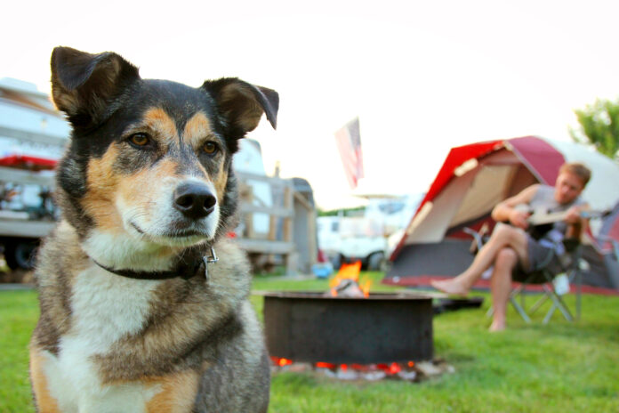 愛犬をキャンプに連れて行いったことがある方111名に聞いた！のメイン画像