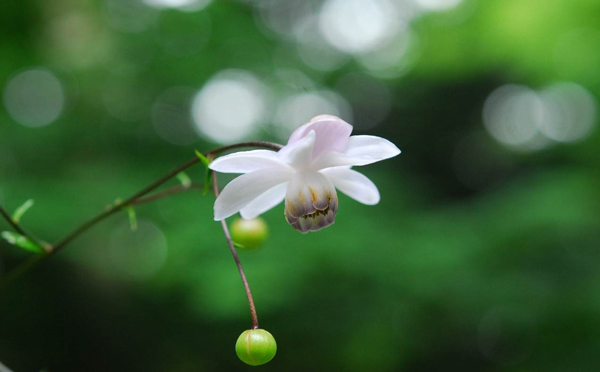 六甲高山植物園 林床に咲く涼しげな花 森の妖精 レンゲショウマが見頃です！のメイン画像