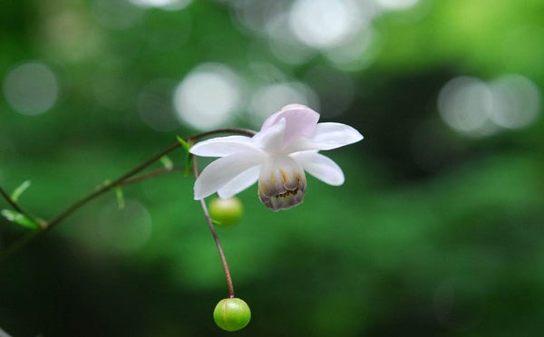 六甲高山植物園 林床に咲く涼しげな花 森の妖精 レンゲショウマが見頃です！のサブ画像1