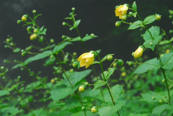 六甲高山植物園 約3,000株日本一の大群落 小説「天涯の花」で知られるキレンゲショウマが見頃です！のサブ画像1