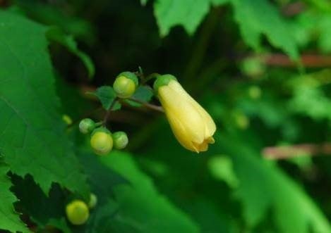 六甲高山植物園 約3,000株日本一の大群落 小説「天涯の花」で知られるキレンゲショウマが見頃です！のサブ画像2