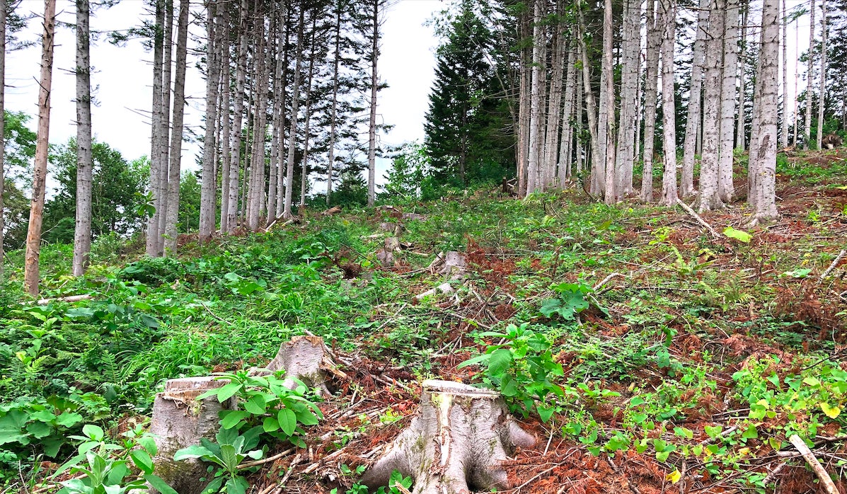 北海道で初のforenta！年間契約の森林レンタルで、いつでも行ける自分だけのキャンプサイトを満喫しよう！のサブ画像5