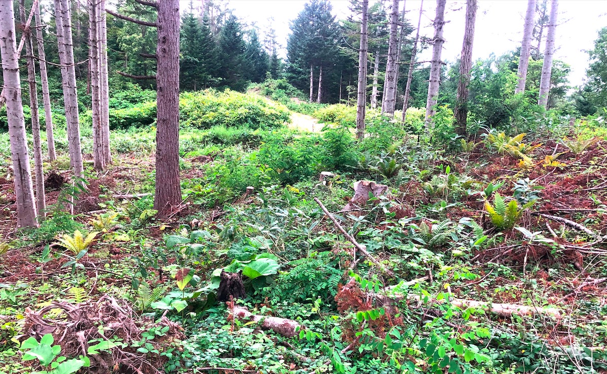 北海道で初のforenta！年間契約の森林レンタルで、いつでも行ける自分だけのキャンプサイトを満喫しよう！のサブ画像8