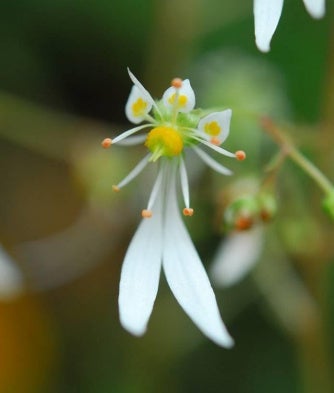 日本の里山の秋を彩る 鮮やかな瑠璃色の花「リンドウ」が見頃ですのサブ画像3