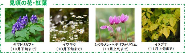 日本の里山の秋を彩る 鮮やかな瑠璃色の花「リンドウ」が見頃ですのサブ画像4