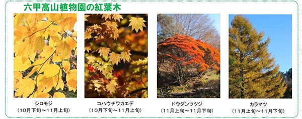 六甲高山植物園 一足早く「紅葉」が見頃！ 夜間イベント「ひかりの森～夜の芸術散歩～」も開催中のサブ画像2