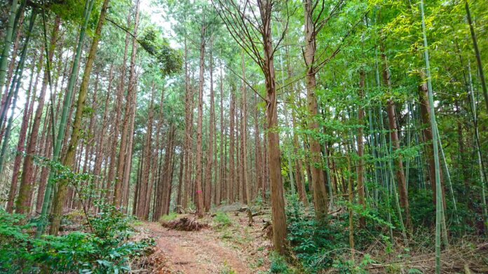 プライベートな森林空間をあなたの手に。森林レンタルforentaがついに九州初上陸！のメイン画像