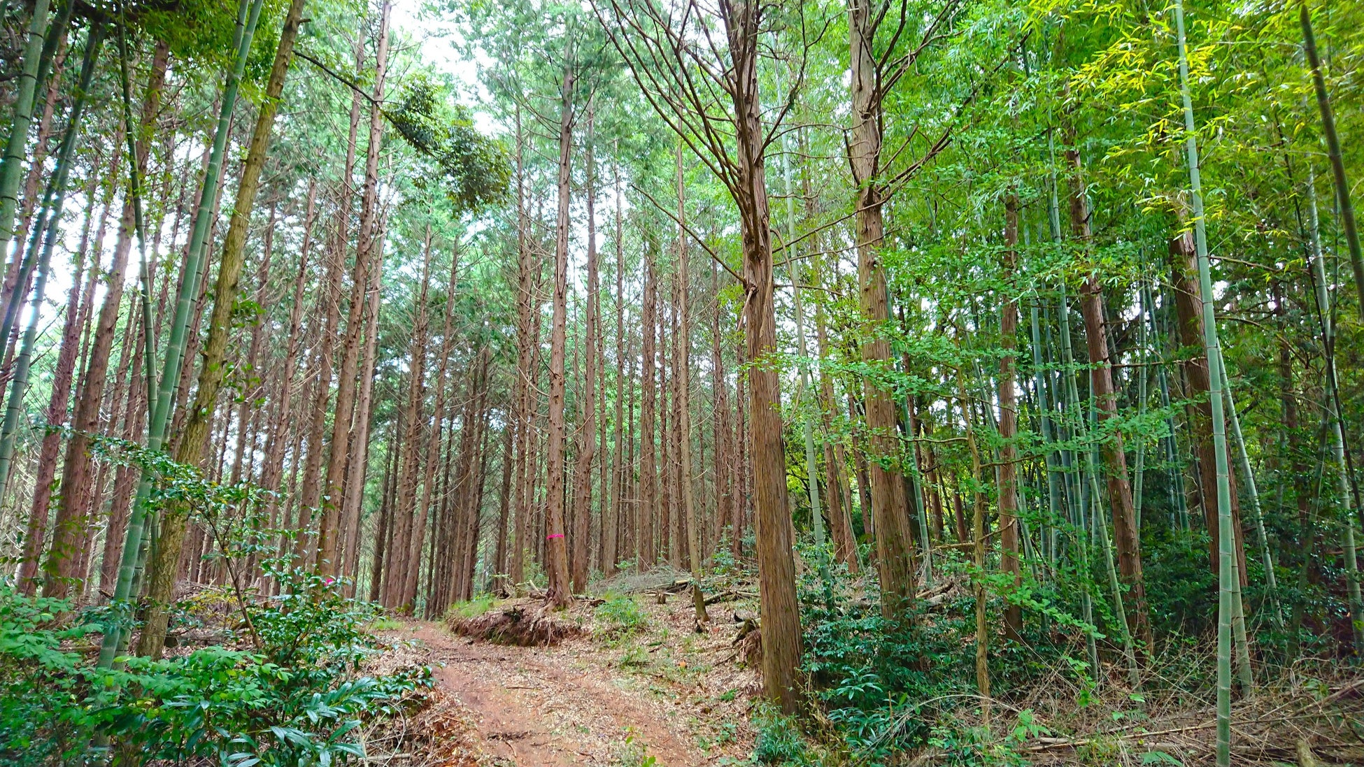 プライベートな森林空間をあなたの手に。森林レンタルforentaがついに九州初上陸！のサブ画像4