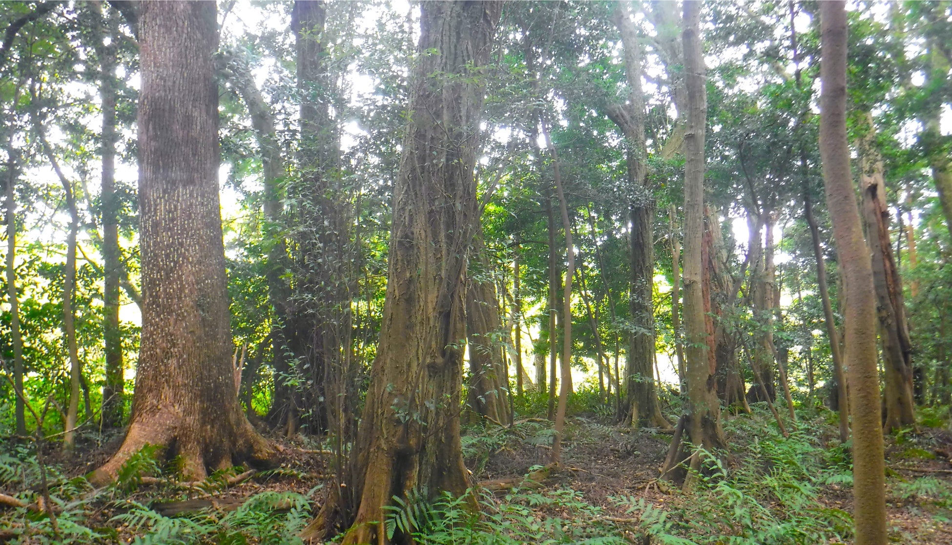 プライベートな森林空間をあなたの手に。森林レンタルforentaがついに九州初上陸！のサブ画像5