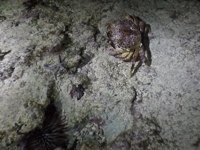 【ホテル日航アリビラ】夜行性の海の生き物を観察するナイトリーフトレイル「イジャイ」を開催のサブ画像2_夜の海の生き物観察