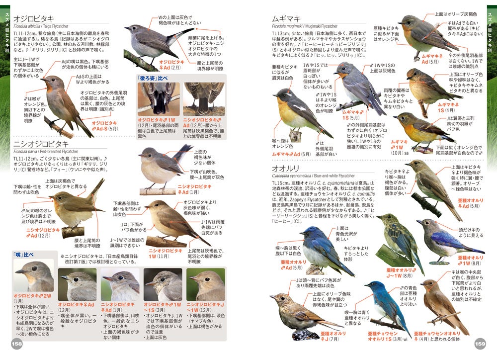 日本で見られる野鳥をほぼ網羅！【♪鳥くんの比べて識別！野鳥図鑑670 第4版】ついに発売！のサブ画像2