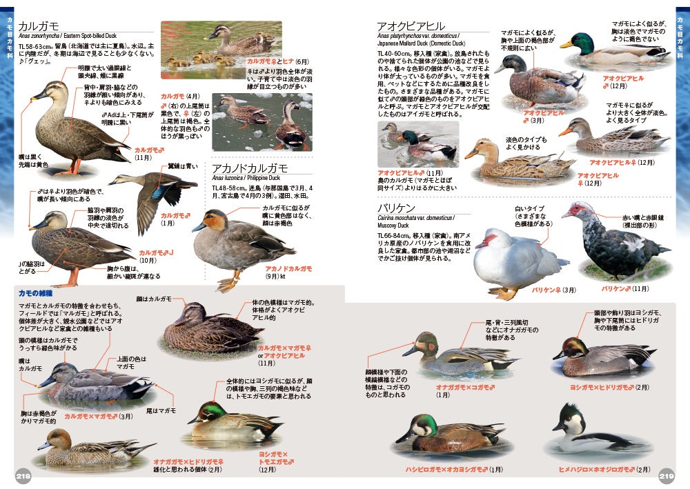 日本で見られる野鳥をほぼ網羅！【♪鳥くんの比べて識別！野鳥図鑑670 第4版】ついに発売！のサブ画像3