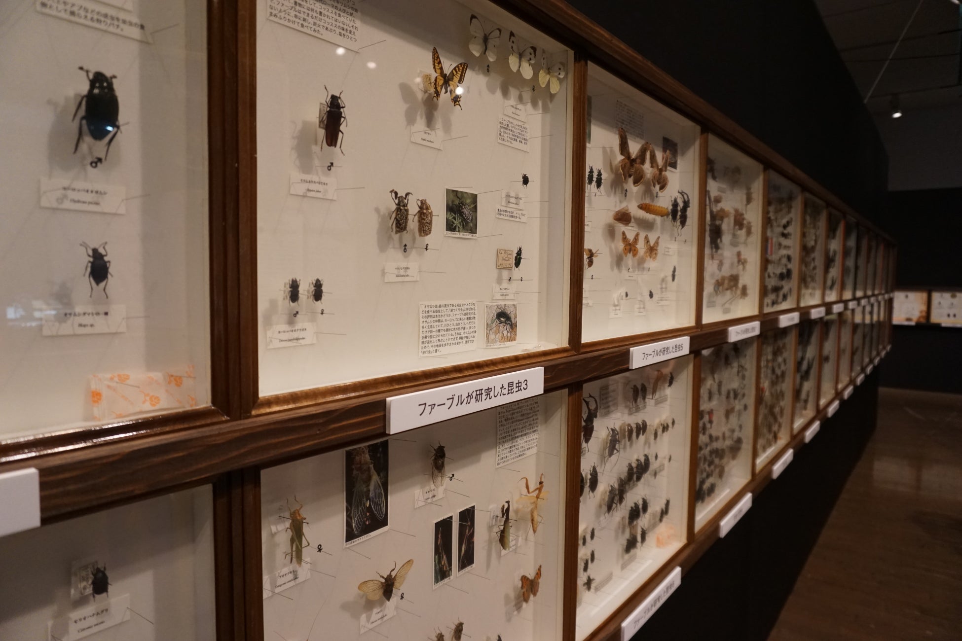 「体感するファーブル昆虫展」開催のサブ画像5_貸出画像「世界の昆虫標本展示」