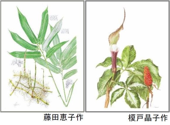 イベントタイトル決定！ 六甲山ボタニカルフェア 六甲高山植物園×ROKKO森の音ミュージアム合同開催のサブ画像11