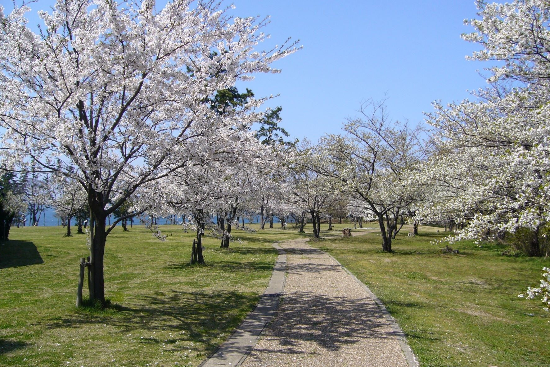 春うららの福井県　日本海を望むホテルでお花見をどうぞ！休暇村越前三国の芝生園地では３種の桜が花リレー　４月には桜の名所を訪ねるツアーも実施しますのサブ画像1_ホテルの芝生園地遊歩道の桜並木