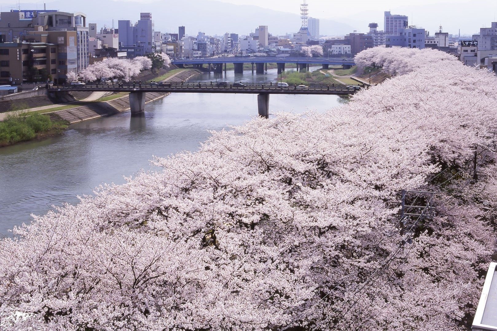 春うららの福井県　日本海を望むホテルでお花見をどうぞ！休暇村越前三国の芝生園地では３種の桜が花リレー　４月には桜の名所を訪ねるツアーも実施しますのサブ画像10_桜まつりの期間中は、食、体験、歴史、桜や福井にちなんだ様々な企画・催しが開催されます