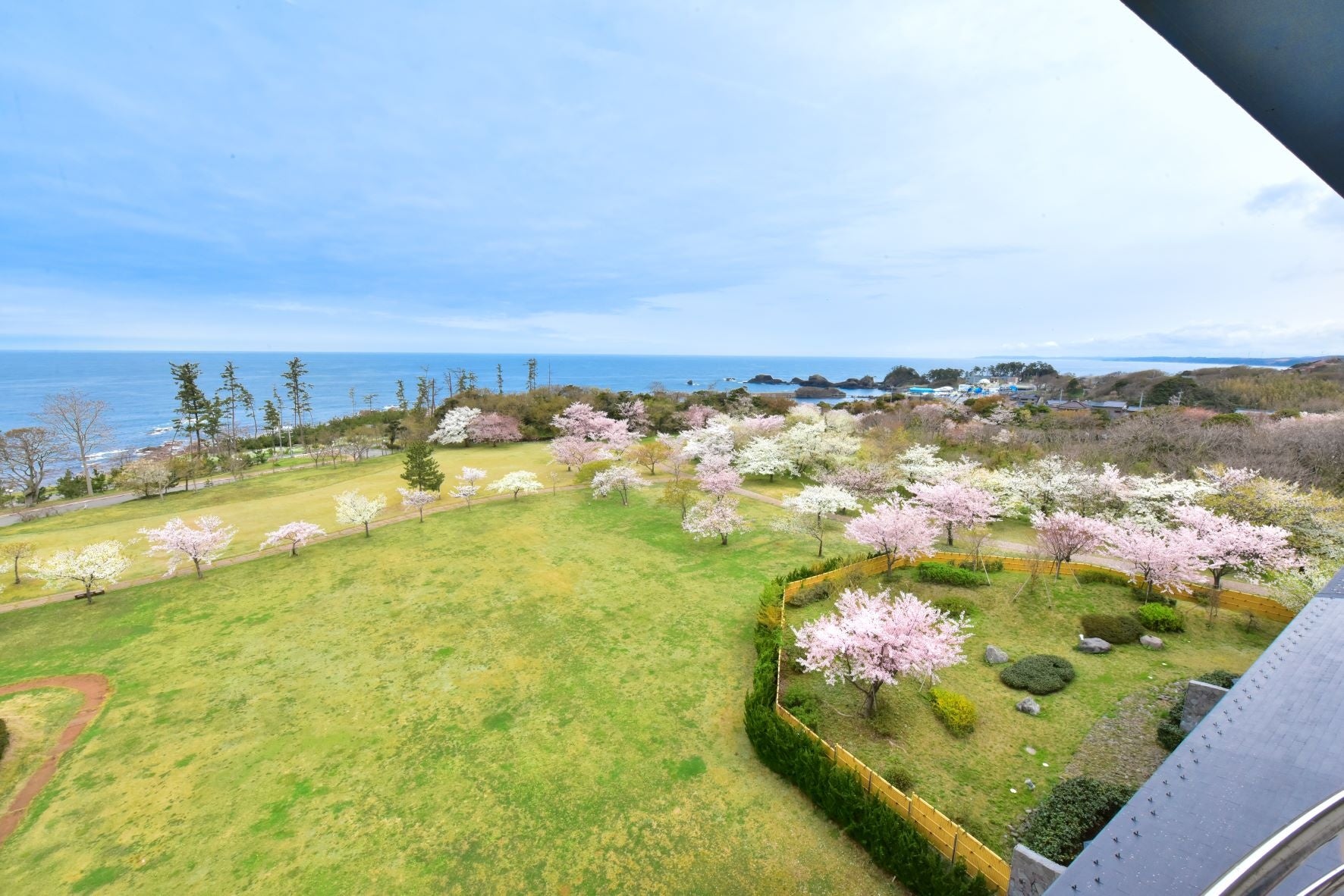 春うららの福井県　日本海を望むホテルでお花見をどうぞ！休暇村越前三国の芝生園地では３種の桜が花リレー　４月には桜の名所を訪ねるツアーも実施しますのサブ画像2_休暇村越前三国の芝生園地では昼に宵にお花見が楽しめます