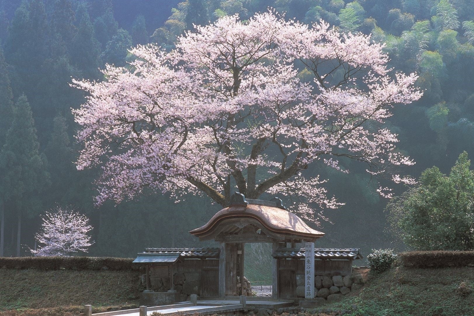 春うららの福井県　日本海を望むホテルでお花見をどうぞ！休暇村越前三国の芝生園地では３種の桜が花リレー　４月には桜の名所を訪ねるツアーも実施しますのサブ画像5