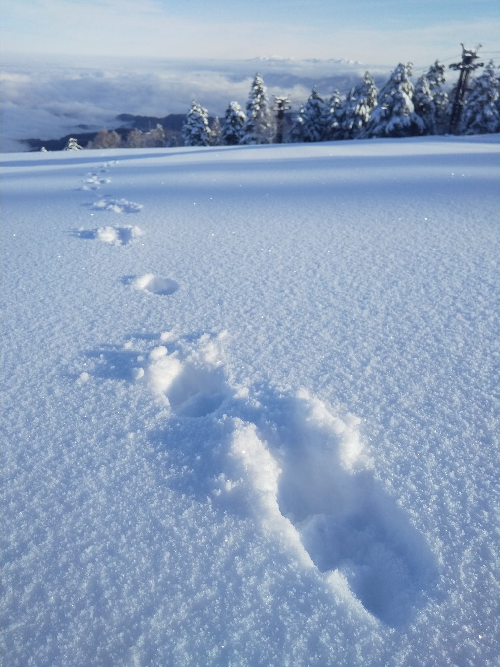 風光るゲレンデ爽やかに　天元台高原に春スキーシーズン到来！のサブ画像3_ゲレンデに残された足跡。晴れの日は動物たちも活発に！？