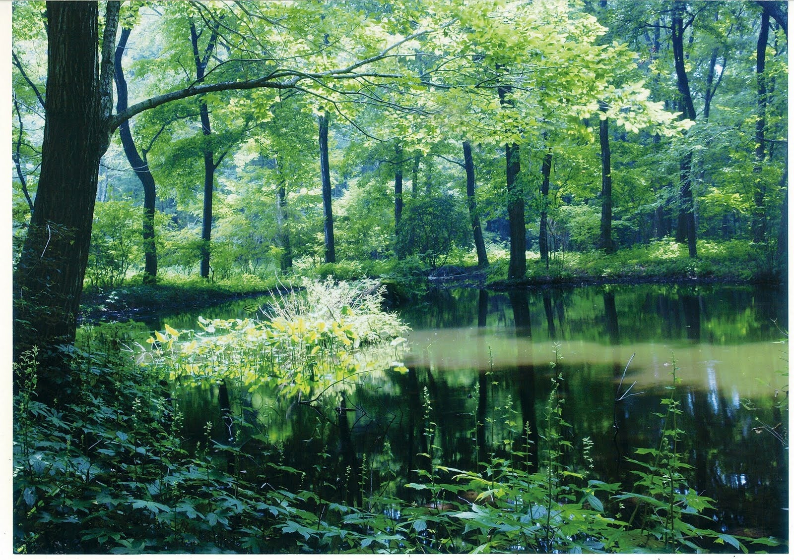 クレディセゾンが運営する「赤城自然園」春の開園　2023年度は 4月1日（土）からのサブ画像4_夏：ミズスマシの池の癒し