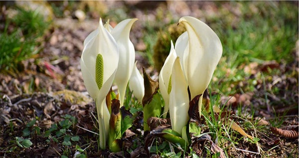 六甲高山植物園～春を告げる純白の花～ 「ミズバショウ」の群落が見頃です！のサブ画像1