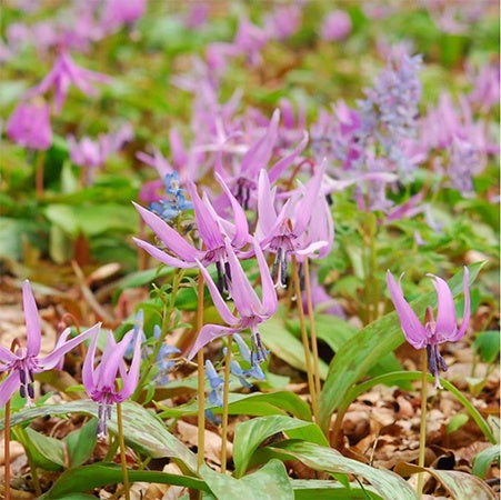 六甲高山植物園～春を告げる純白の花～ 「ミズバショウ」の群落が見頃です！のサブ画像2
