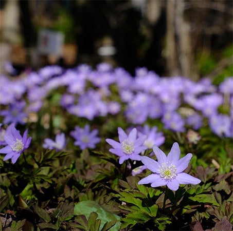 六甲高山植物園～春を告げる純白の花～ 「ミズバショウ」の群落が見頃です！のサブ画像3